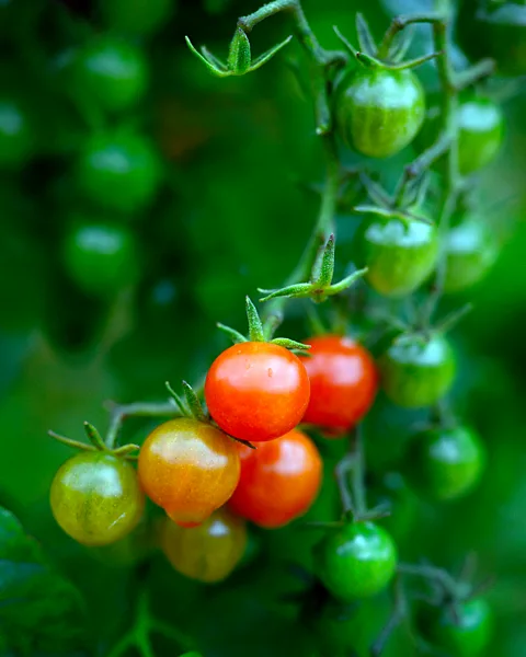 The tomatoes at the forefront of a food revolution