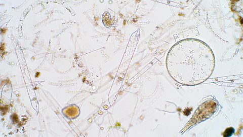 Marine plankton viewed through a microscope.