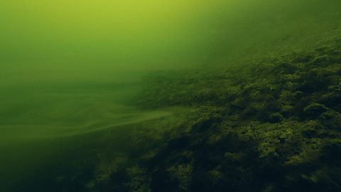 Green, murky water, containing plankton and bacteria.