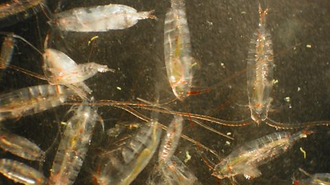 Zooplankton viewed through a microscope.