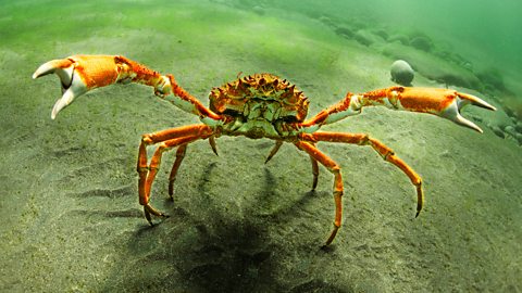 Underwater photo of a spider crab.