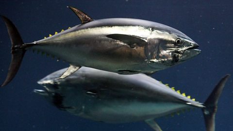 Underwater photo of large tunas.