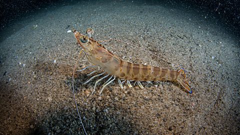 A common prawn.