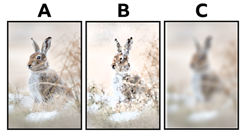 Three images: A is a clear picture of a hare, B is a pixelated picture of a hare, C is a blurred picture of a hair