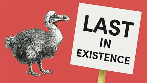 What happens when species go extinct? 