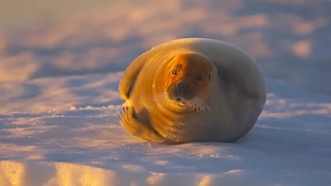 Alamy Bearded seals have been a major source of food for the Iñupiaq for thousands of years, but climate change has made life harder for them (Credit: Alamy)