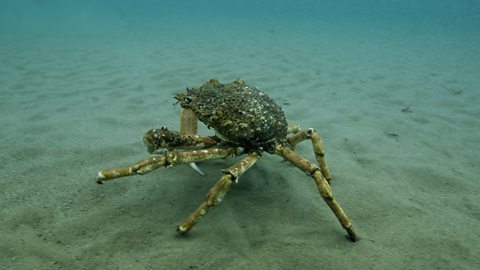 A spider crab on the ocean floor.