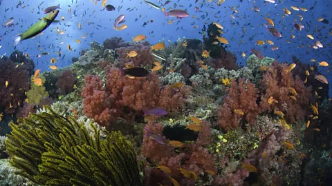 Darryl Leniuk/Getty Images Some of Fiji’s most spectacular scenery is beneath the azure waters that surround the 333 islands and atolls (Credit: Darryl Leniuk/Getty Images)