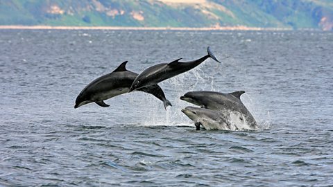 A calf and three adult bottlenose dolphins breaching from the water.