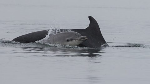 Dolphins swimming in sea.