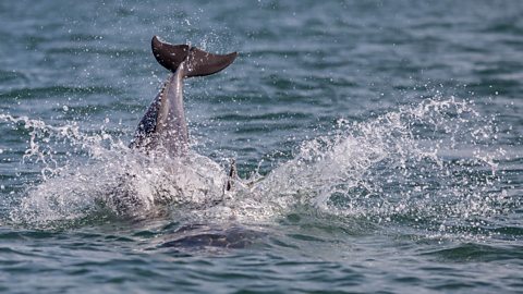 A dolphin splashing in the sea in Cardigan Bay.