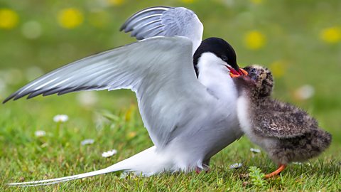 Arctic tern feeding her chick.