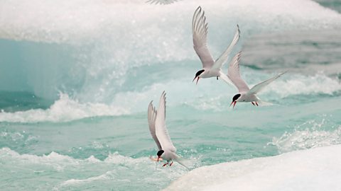 Arctic tern hunting for fish.