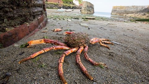 A spider crab washed ashore in Porthgain harbour, Pembrokeshire, Wales.