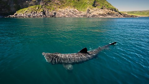 A basking shark near the coastline.