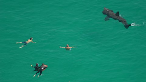 An aerial view of a basking shark swimming close to people in the sea.