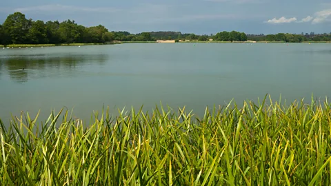 Alamy In the 14th Century, freshwater fish were extremely valuable – and an important part of a festive spread – so bishops often had their own vast ponds built (Credit: Alamy)