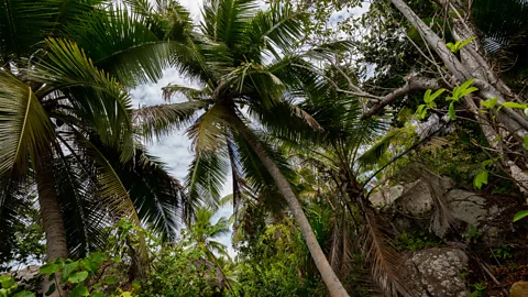 PhotoStock-Israel/Alamy Moyenne was once so overgrown that falling coconuts never hit the ground (Credit: PhotoStock-Israel/Alamy)