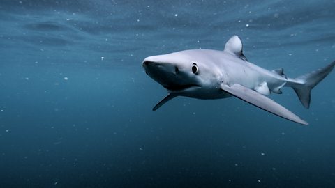 Underwater photo of a blue shark.