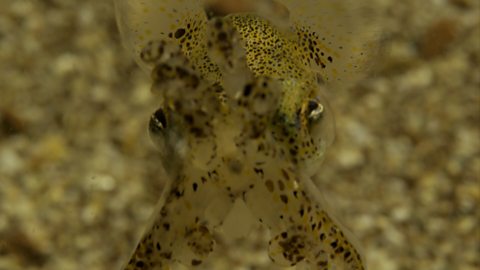 An atlantic bobtail squid camouflaging against the yellow sand.