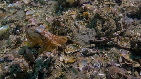 A curled octopus camouflaging against rocks and shells underwater.