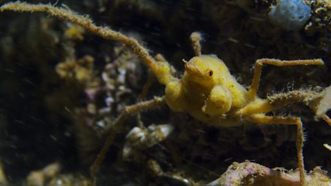 A scorpion spider crab blending in perfectly with its environment.