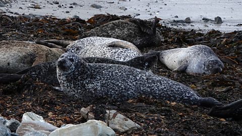 Atlantic grey seals resting on the beach.