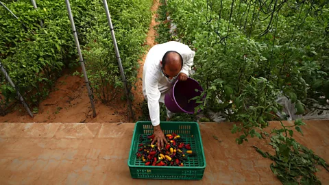 Francois Nel/Getty Images Emirates Bio Farm is the largest private organic farm in the country (Credit: Francois Nel/Getty Images)