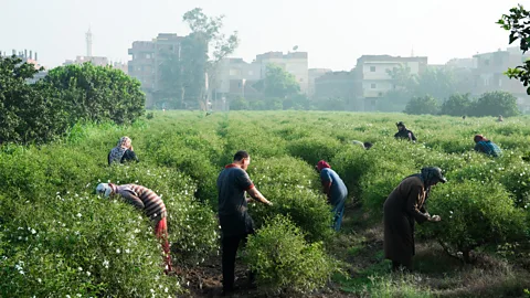 Ahmed Emad Jasmine harvesting takes place at night when the mature buds fully open (Credit: Ahmed Emad)