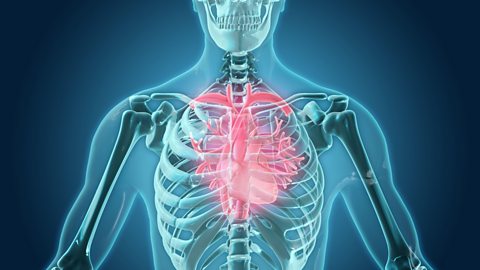 Illustration of skeleton highlighting lungs and heart