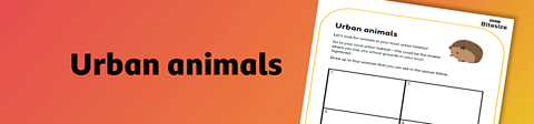 Urban animals worksheet