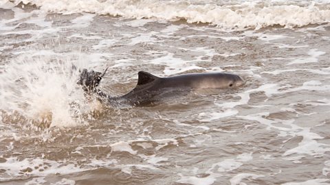 A harbour porpoise stranded on a beach off the UK coast.