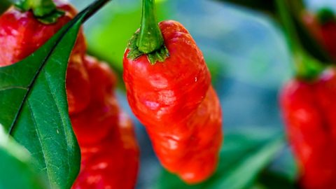 Carolina Reaper chilli peppers growing in a field in Pennsylvania, USA