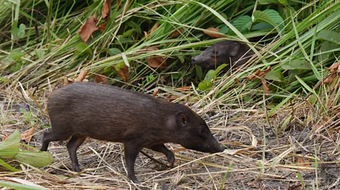 Getty Images The pygmy hog is one of several endangered species to be reintroduced to Manas in the wake of the Bodo conflict (Credit: Getty Images)