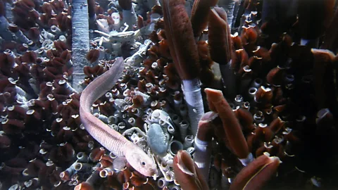 Science Photo Library Once thought to be devoid of life, hydrothermal vents in the deep ocean have been found to teem with creatures (Credit: Science Photo Library)
