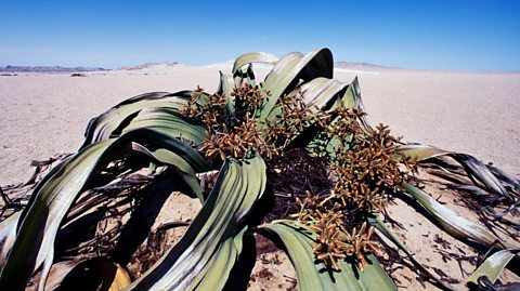 Photo of a Welwitschia mirabilis in a sandy desert with a blue sky. It has long green leaves, torn at the edge.