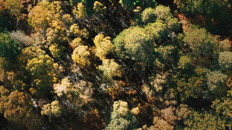 An overhead shot of a clump of trees, with leaves ranging from green to pale yellow. Between the trees are faint white lines, representing the mycorrhizal networks.