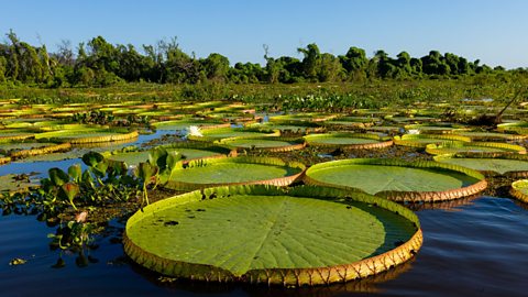 A photo of a group of Amazon water lilies. They are bright green and circular, with an upturned rim.