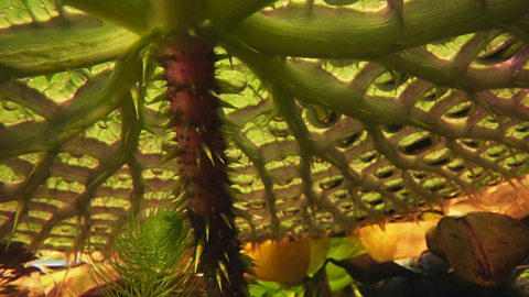 Photo of the underneath of an Amazon water lily pad. There is a network of green pretusions, a bit like ribs, and sharp spikes.