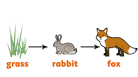 An example of a food chain  is grass eaten by a rabbit eaten by a fox.