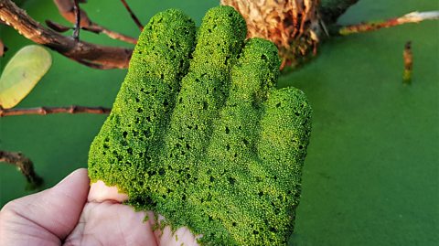 A close-up of a hand covered in thousands of tiny little green plants, with the green surface of a pond behind.