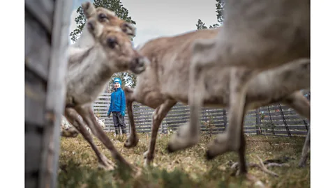 Paadar Images Many elements of Sámi parenting evolved as part of the daily work of reindeer herders (Credit: Paadar Images)