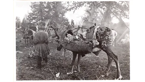 Finnish Heritage Agency Sámi babies and children learn to be flexible in their sleep habits, as in this archive photo from the 1930s (Credit: Finnish Heritage Agency)