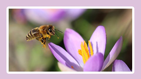 A bee visiting a crochus