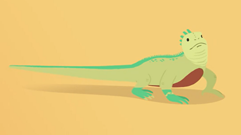 A cartoon lizard with a long tail. 