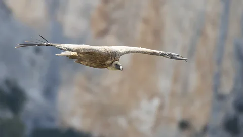 Raymond Salmon/Getty Images Visitors come to see vultures flying over the Gorges du Verdon canyon (Credit: Raymond Salmon/Getty Images)