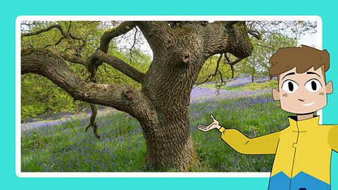 An oak tree growing amongst bluebells