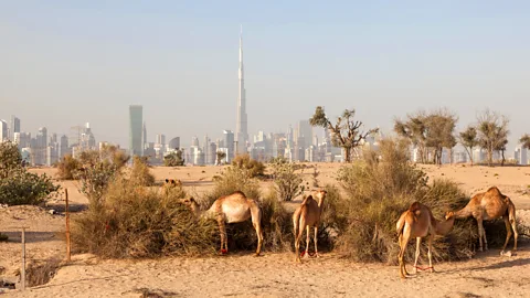 philipus / Alamy Camels in the desert with Dubai cityscape in the background (Credit: philipus / Alamy)