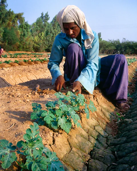 Art Directors & TRIP / Alamy A man tends crops in an experimental farm in the UAE (Credit: Art Directors & TRIP / Alamy)