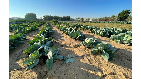 Desert Control Vegetables in field treated with liquid natural clay (Credit: Desert Control)